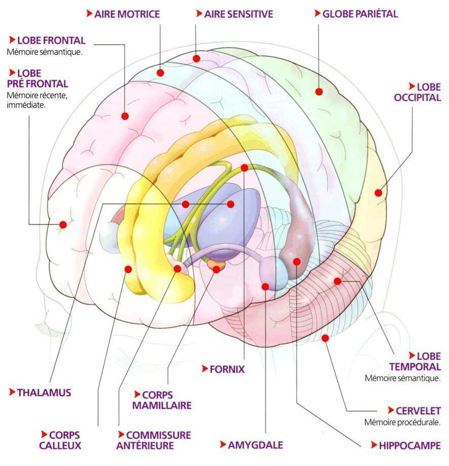 http://burgues.svt.neuf.fr/image/cerveau_memoire.jpg