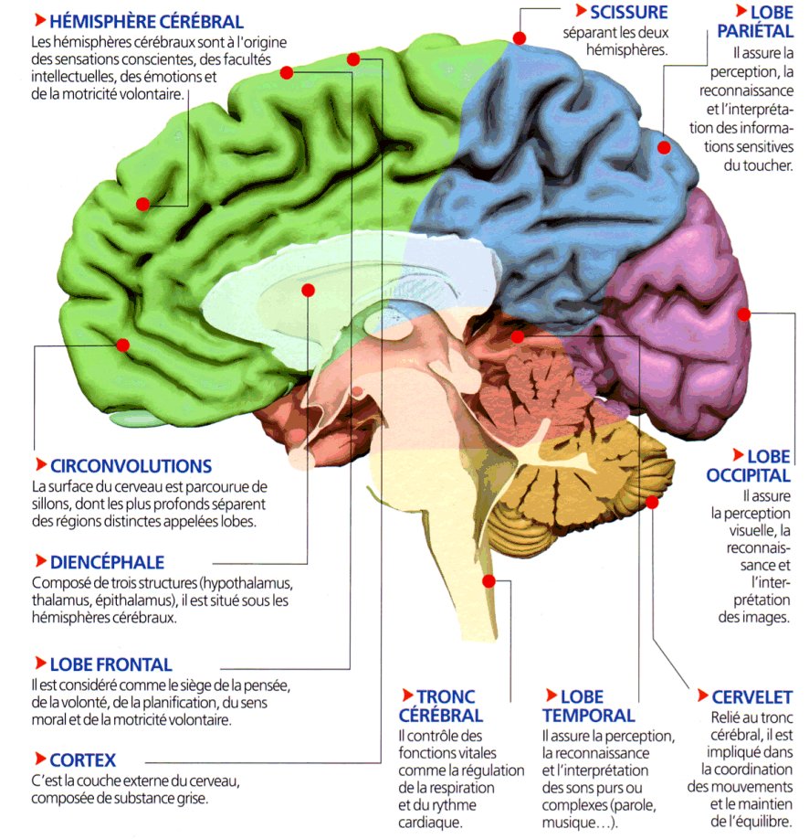 http://burgues.svt.neuf.fr/image/cerveau.jpg
