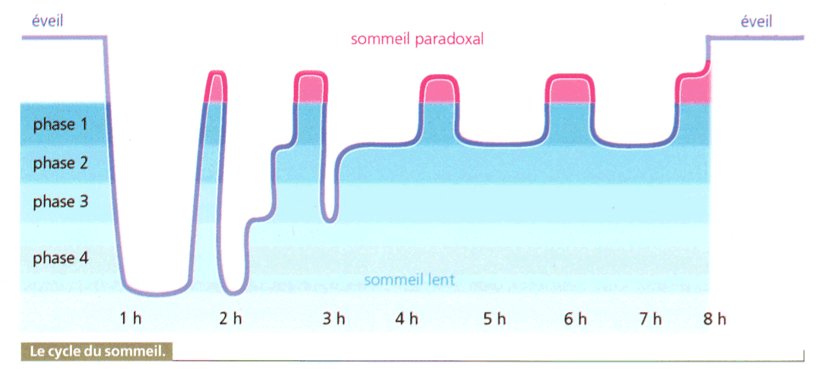 http://burgues.svt.neuf.fr/image/sommeil_cycle_schema.jpg